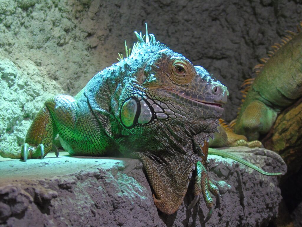 EvenDelen.be Reptielen