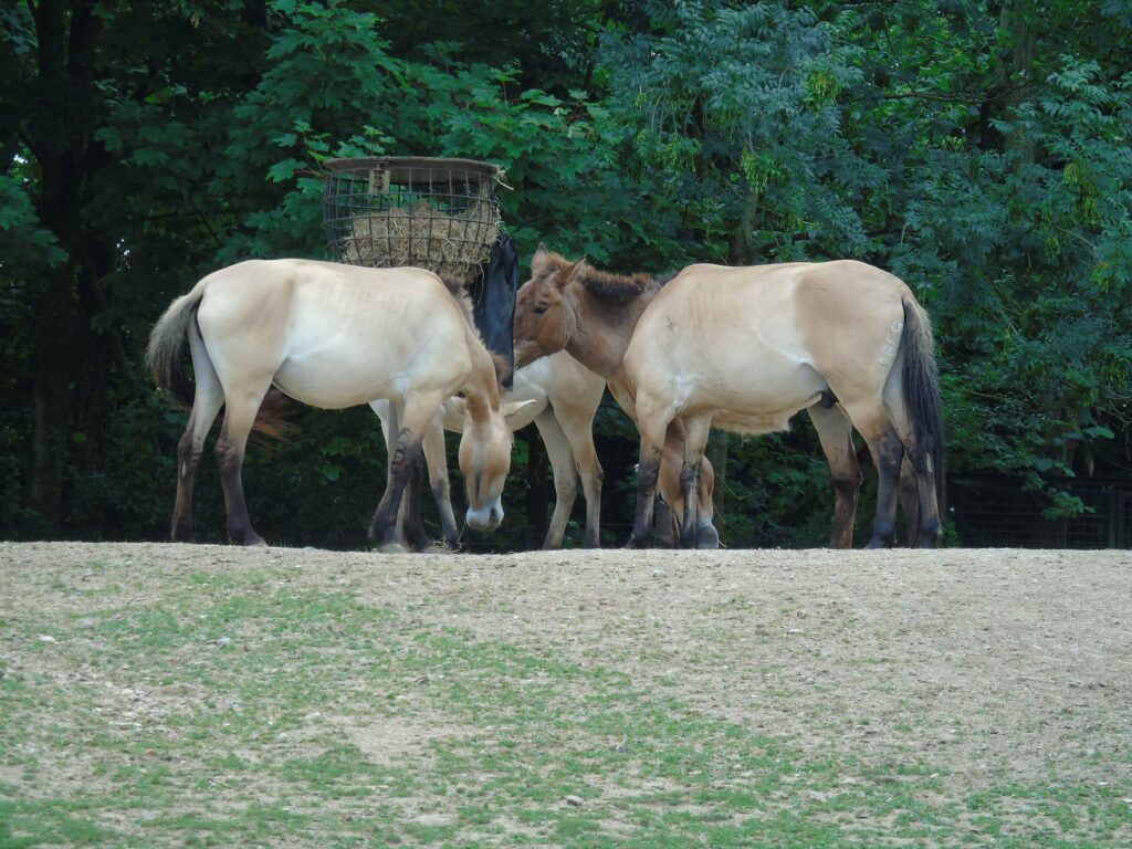 EvenDelen.be przewalskipaarden