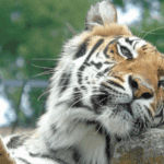 EvenDelen.be Internationale Dag van de Tijger