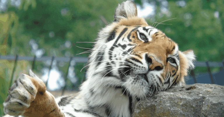 EvenDelen.be Internationale Dag van de Tijger