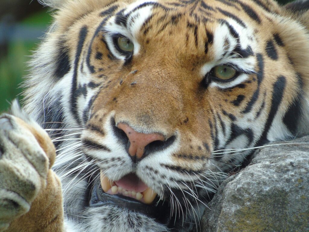 EvenDelen.be Internationale Dag van de Tijger