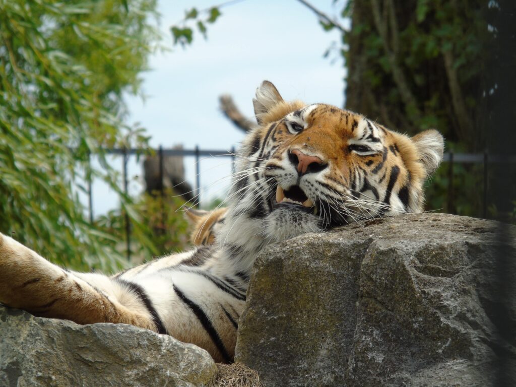 EvenDelen.be Internationale Dag van de Tijger