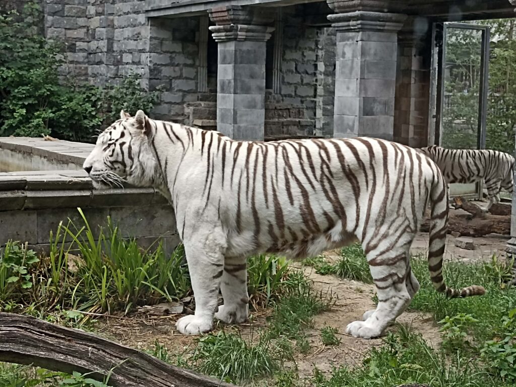 EvenDelen.be Internationale Dag van de Tijger
