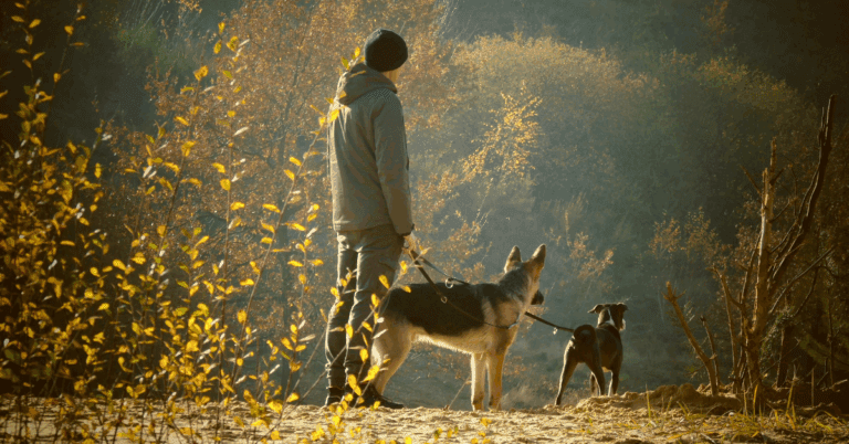 Herfstactiviteiten met je hond