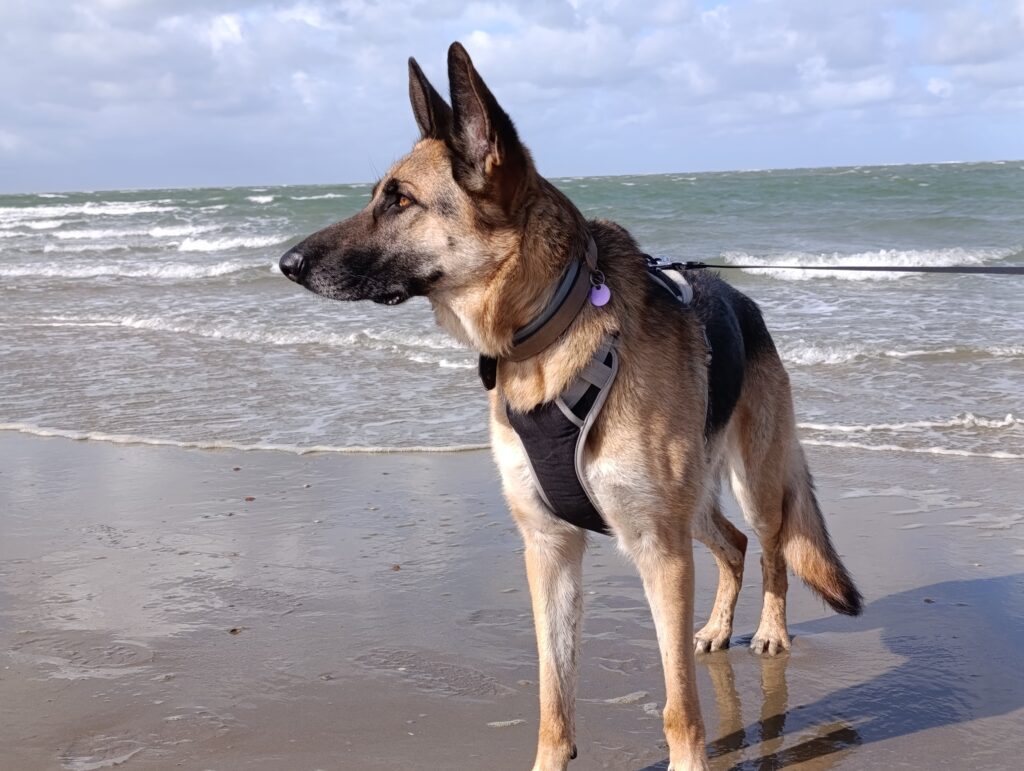 Groene Strand Zeeland