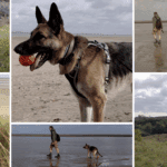 Honden losloopgebied Ouddorp in Zeeland
