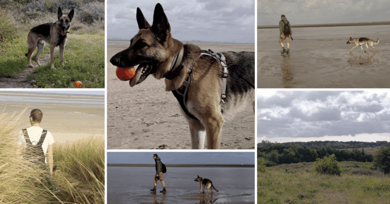 Honden losloopgebied Ouddorp in Zeeland
