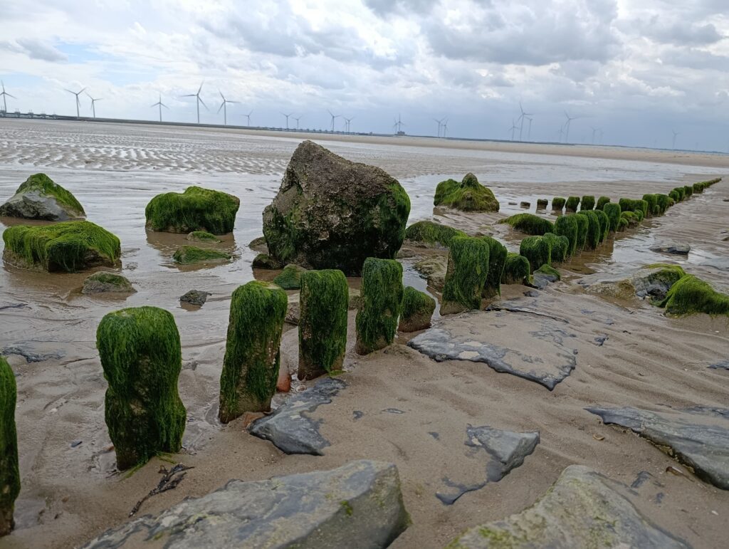 Hondenstrand Westerschouwen Zeeland