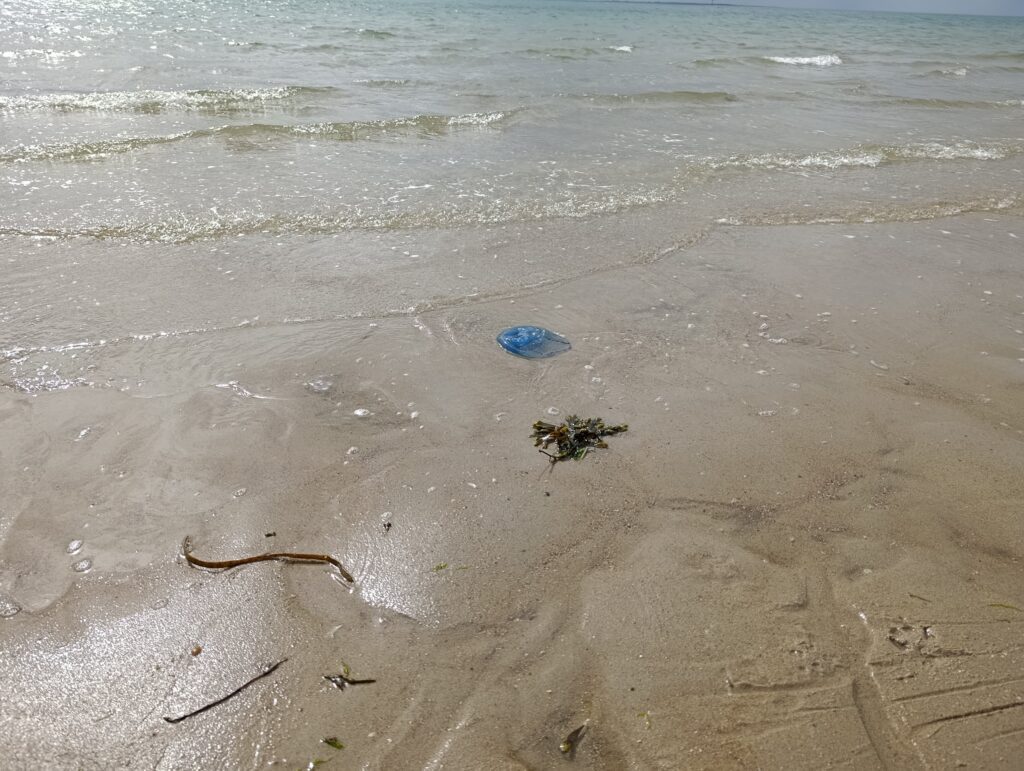 Hondenstrand Westerschouwen Zeeland