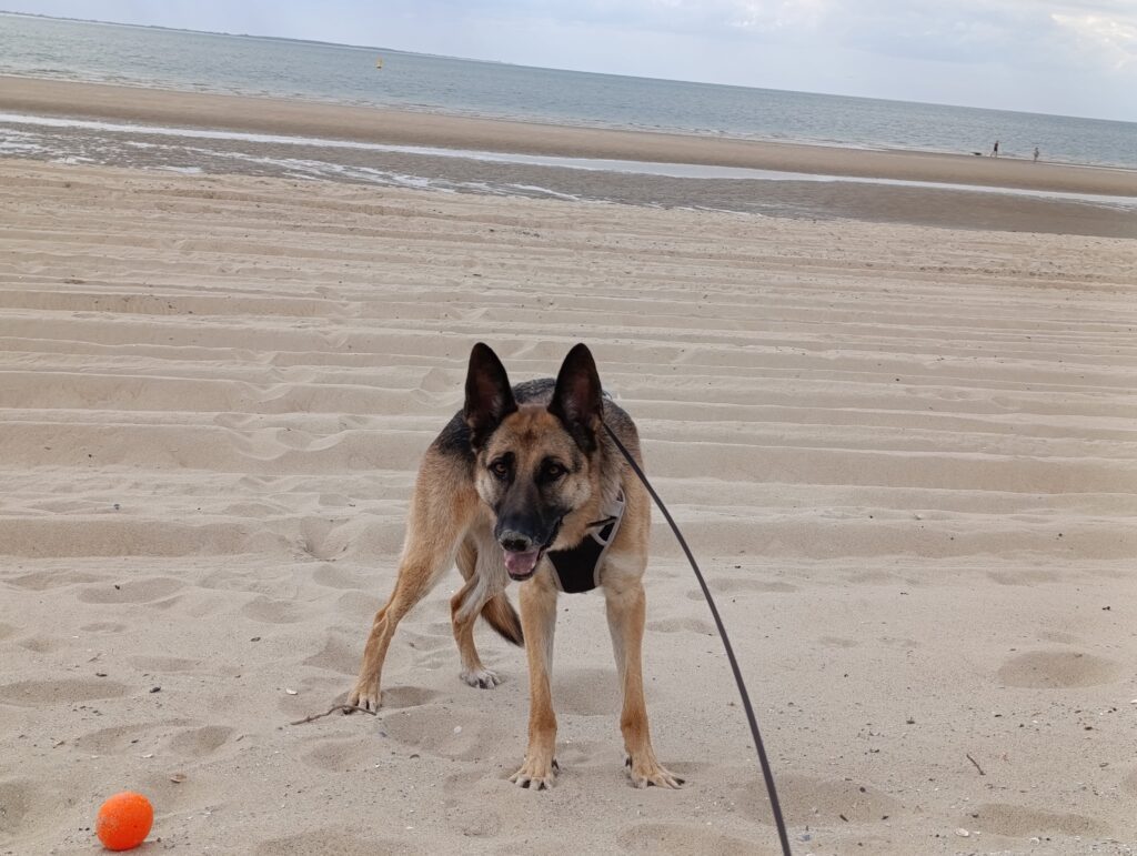 Hondenstrand Westerschouwen Zeeland