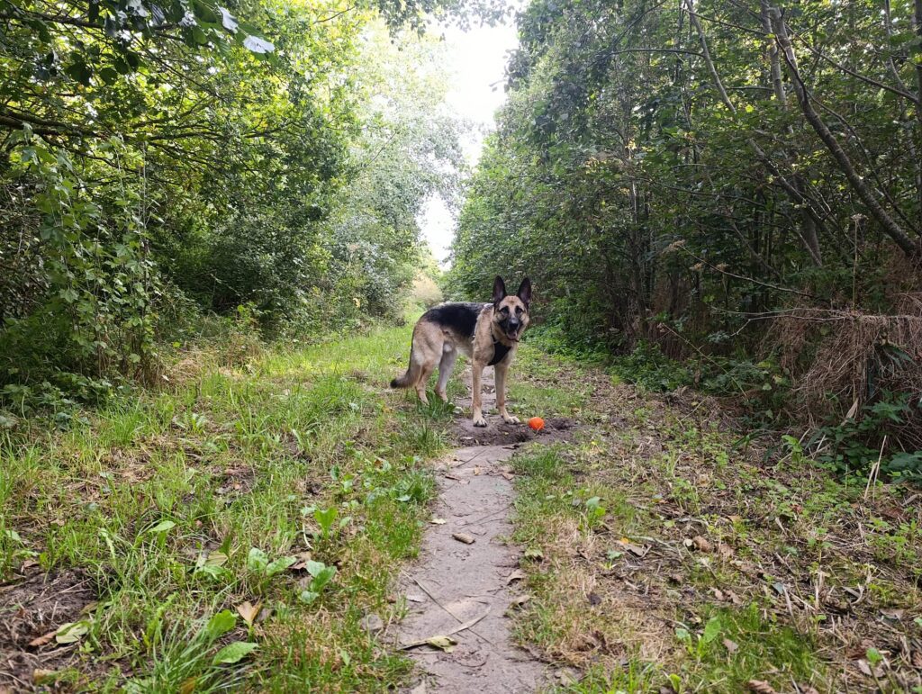 Honden losloopgebied Ouddorp