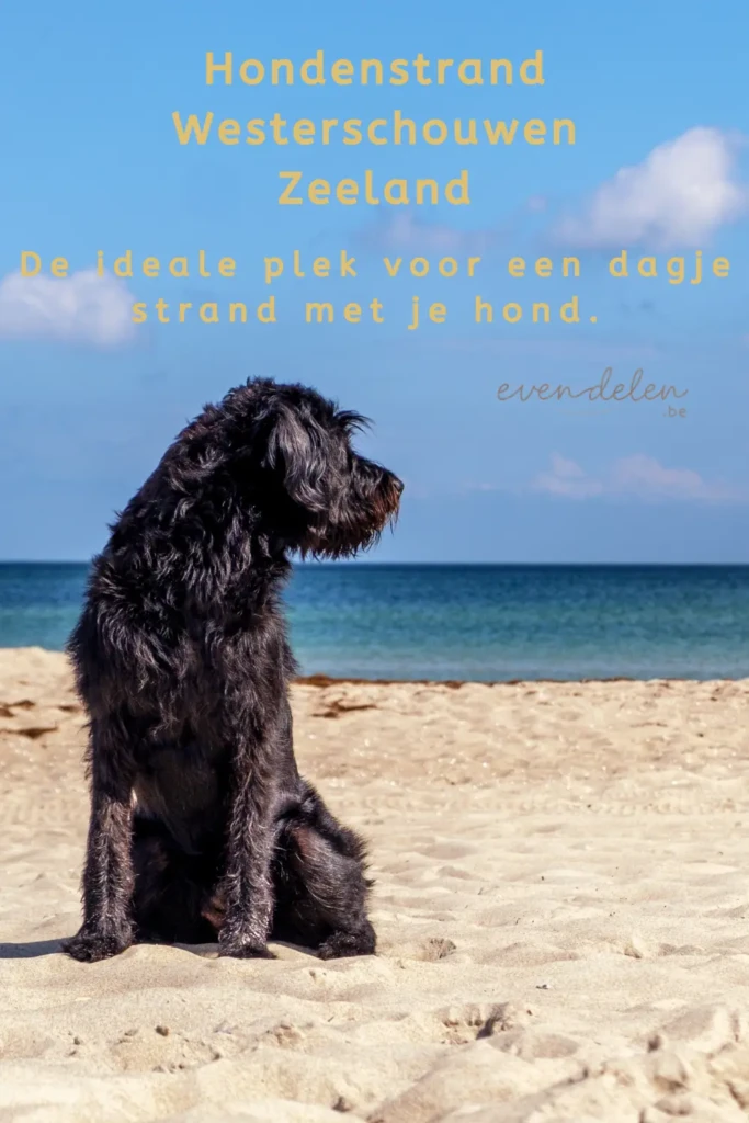 Alles over het hondenstrand Westerschouwen te Zeeland