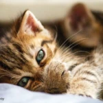 Kan mijn kat mijn koortsblaas krijgen