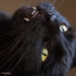 Waarom bijt mijn kat mij als ik zing