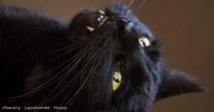 Waarom bijt mijn kat mij als ik zing