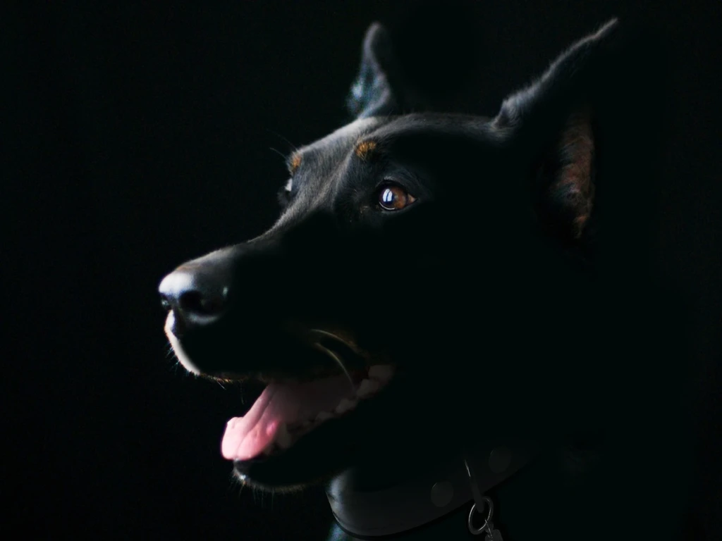 Dementie bij honden