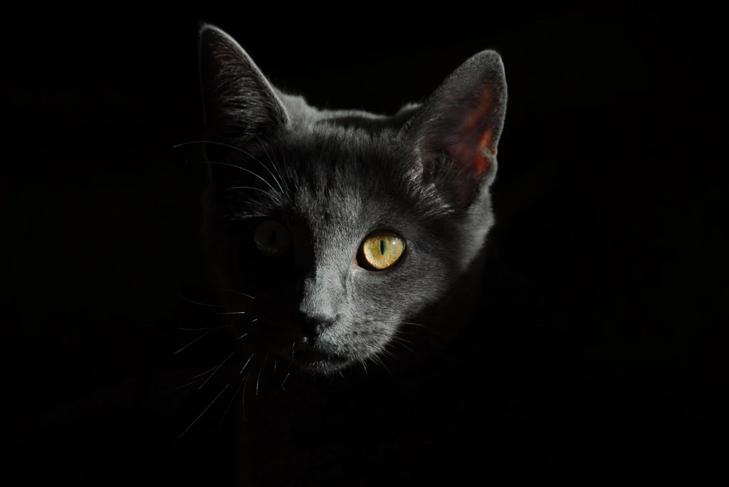 Dementie katten
