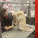 EvenDelen.Be dierenkapsalon de kwispelaar