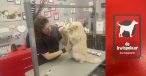 EvenDelen.Be dierenkapsalon de kwispelaar