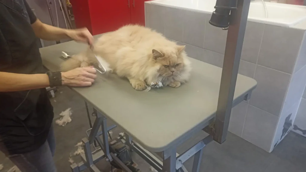 Tarcin bij dierenkapsalon de kwispelaar