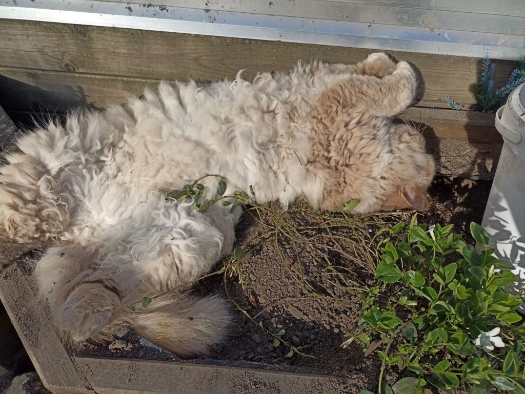 EvenDelen.be vachtverzorging langharige kat