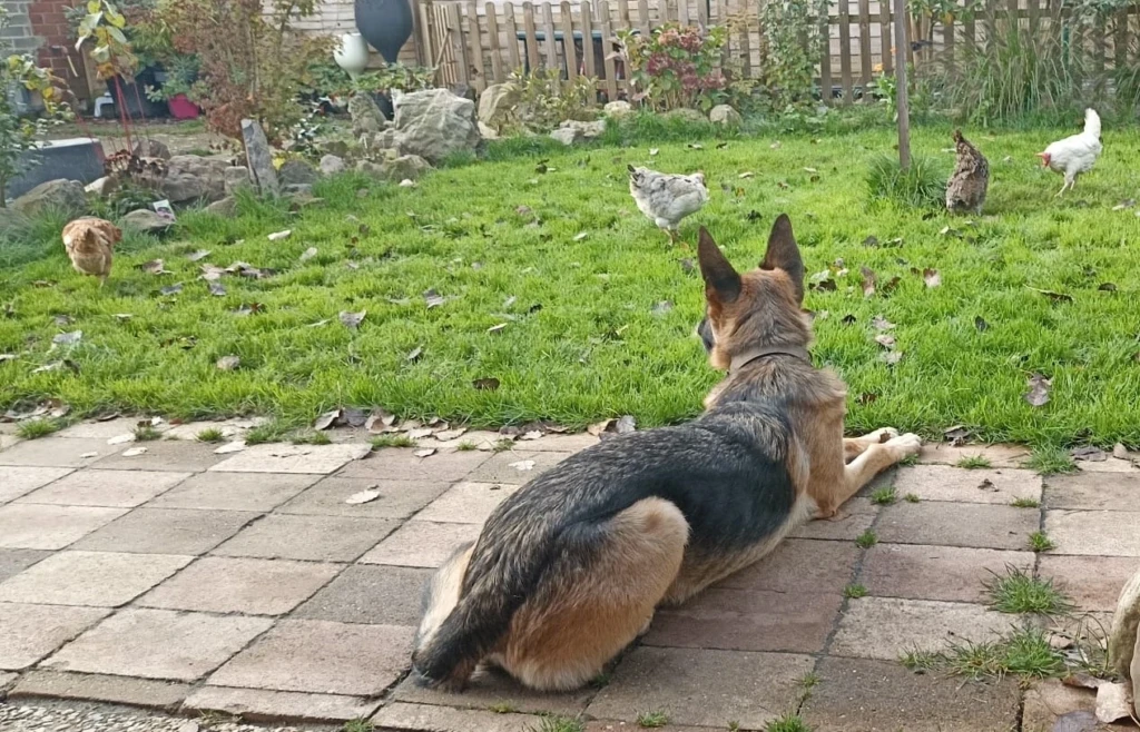 Kippen houden met honden in de tuin