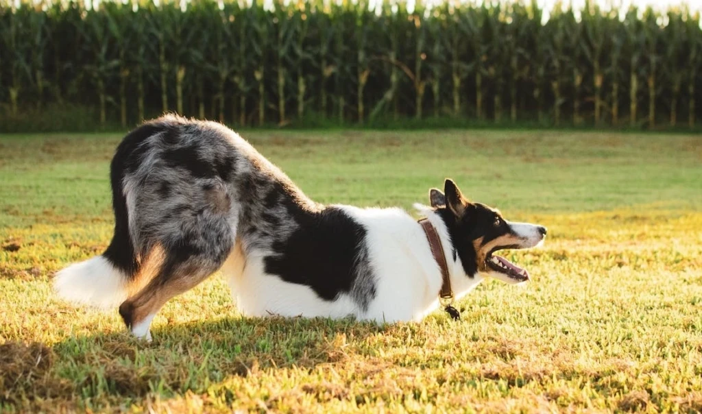 hond yoga