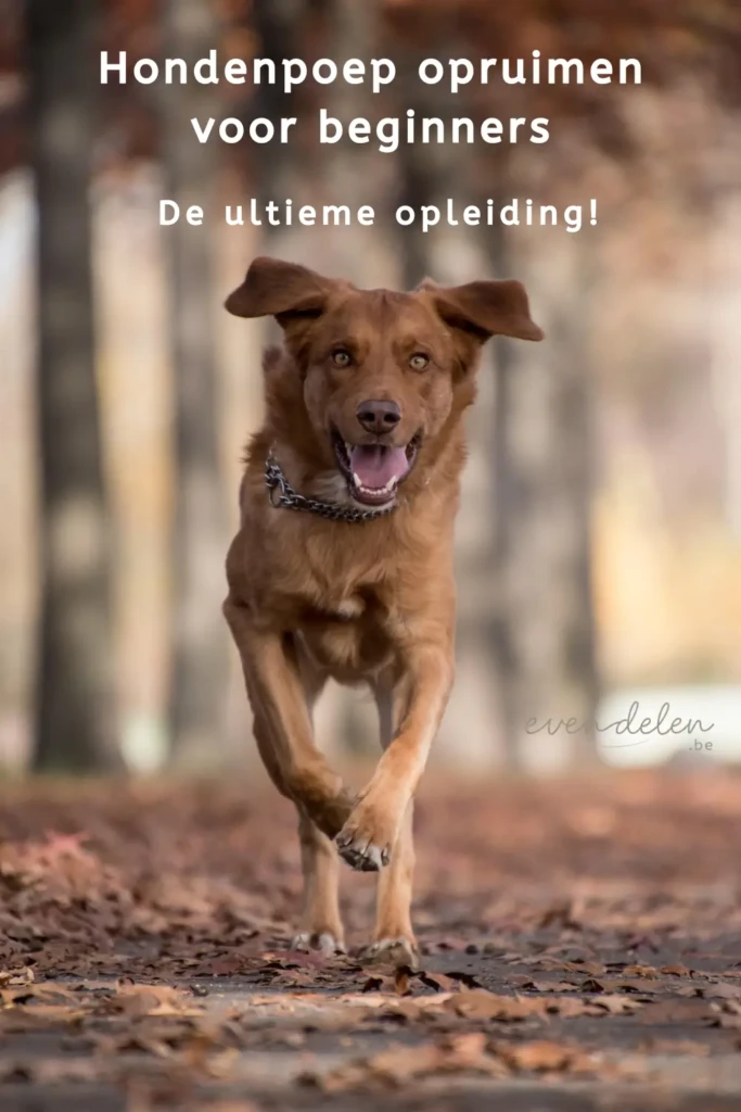 Hondenpoep opruimen doe je zo: ultieme opleiding voor beginners