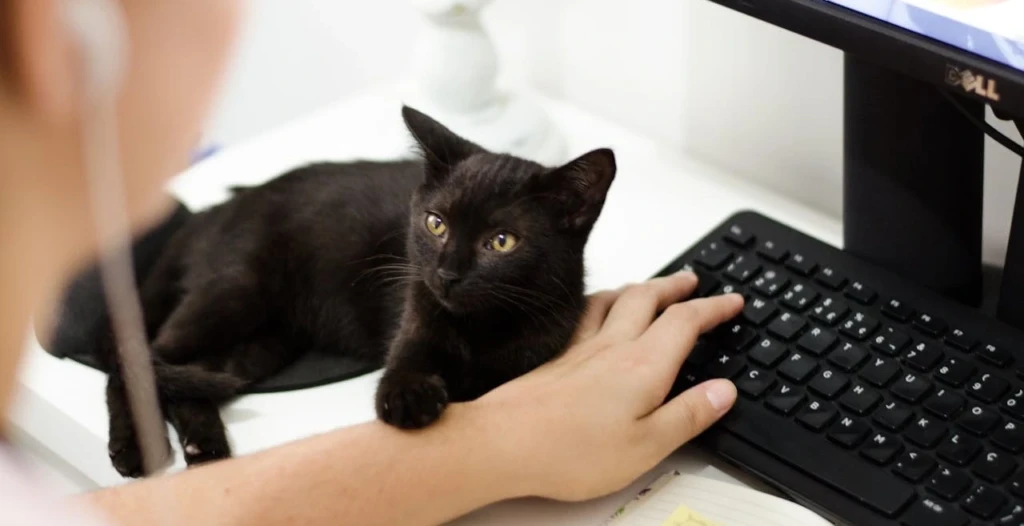 Kat en klavier
Katten en toestenborden