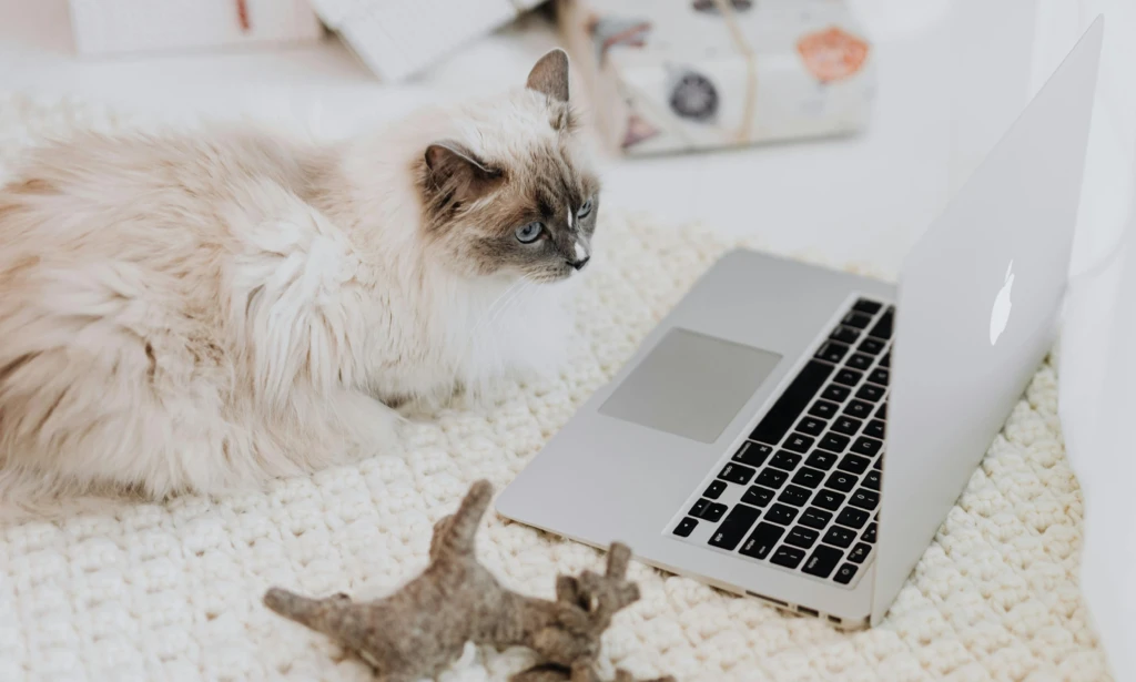 katten en laptops
