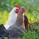 Kippen in de tuin voordelen