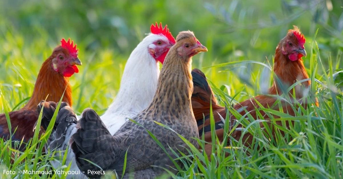 Kippen in de tuin: 7 verrassende voordelen (meer dan alleen verse eieren!)