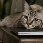 Waarom katten op laptops liggen