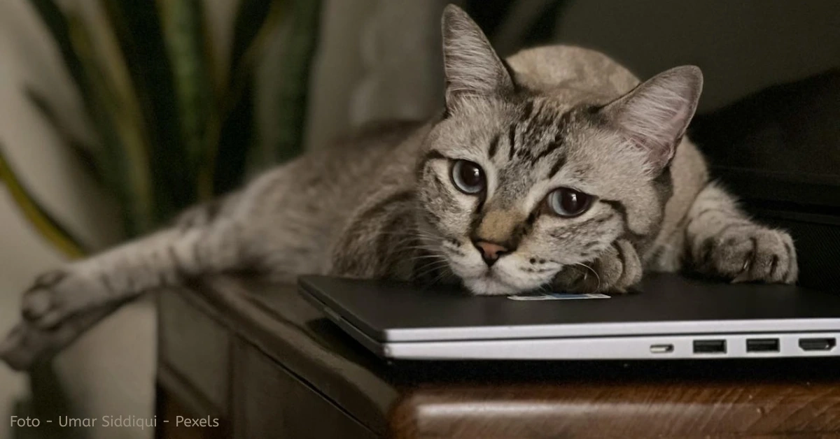 Kattenterror op je toetsenbord? Daarom ligt je kat áltijd op je laptop!