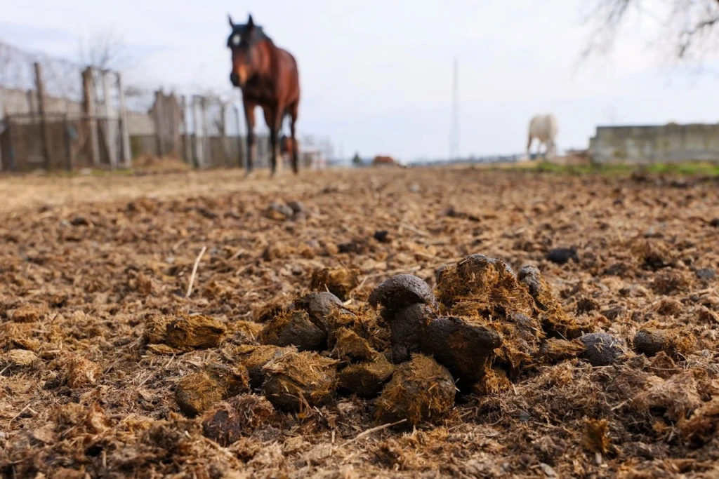 Wat is paardenmest