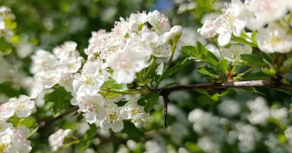Meidoorn herkennen: trossen witte bloemen maar roze of paarse meeldraden, groen diep ingesneden blad dat lijkt op eikenblad en lange doorns op de houten tak
