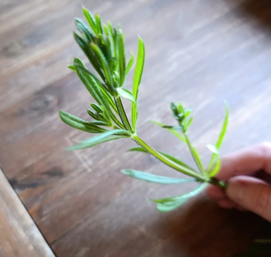 Kleefkruid heeft een vierkante stengel met kransen van smalle blaadjes.