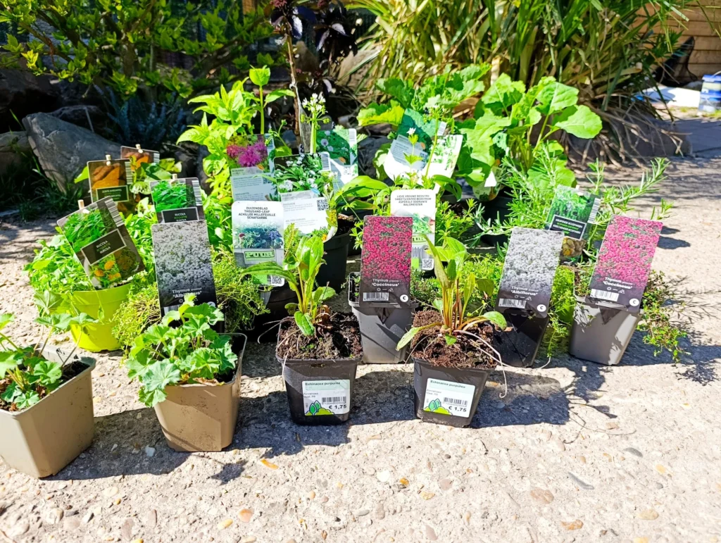 Een verzameling van gekochte planten in een tuincentrum voor het aanleggen van mijn eigen wildpluktuin