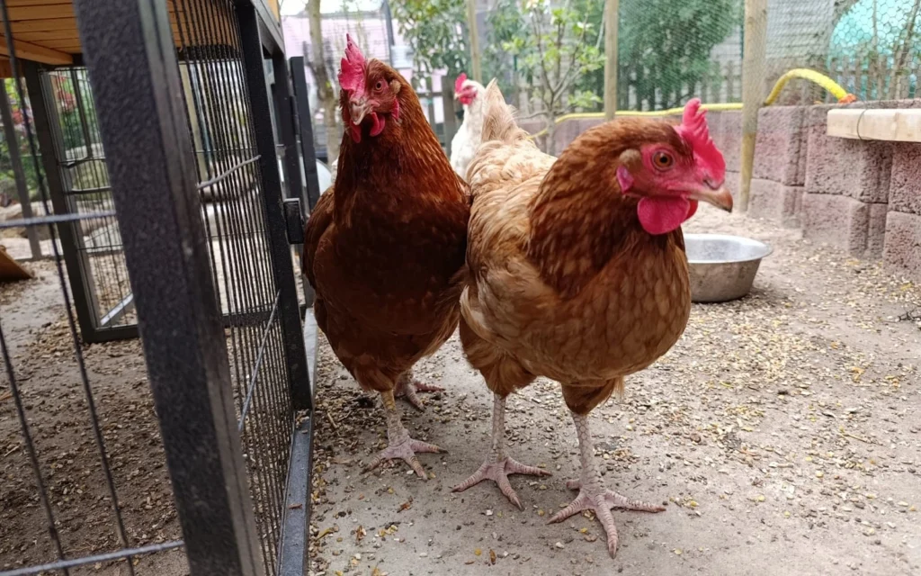Kippen houden in de tuin heeft veel voordelen maar het zijn ook echte wakers.