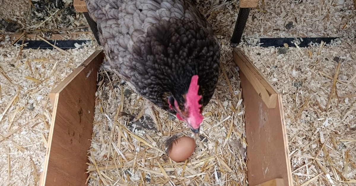 The dark side of the chicken: hoe ik een kippenoorlog overleefde voor één hardgekookt eitje