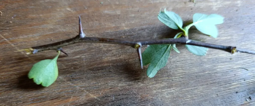 Een tak van een meidoorn.  De bladeren en bloemen zijn eraf gehaald zodat je mooi ziet hoe de doorns eruit zien