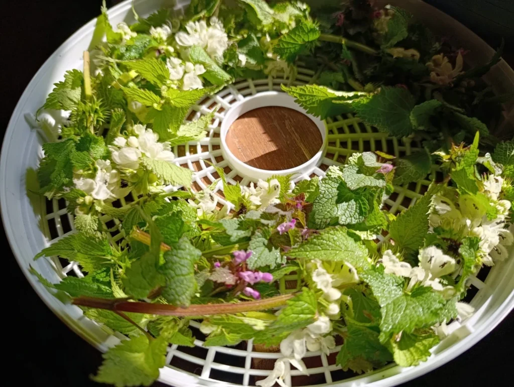 Wildplukken in de lente: paarse en witte dovennetel die klaar ligt om te drogen in een droogoven