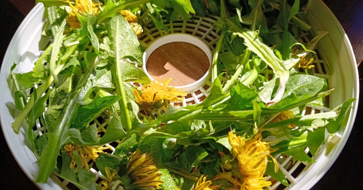 De kracht van de lente: Wildplukken en je eigen kruidenthee maken