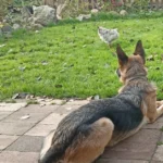 Duitse herder ligt ontspannen op het terras tussen rondscharrelende kippen in de tuin