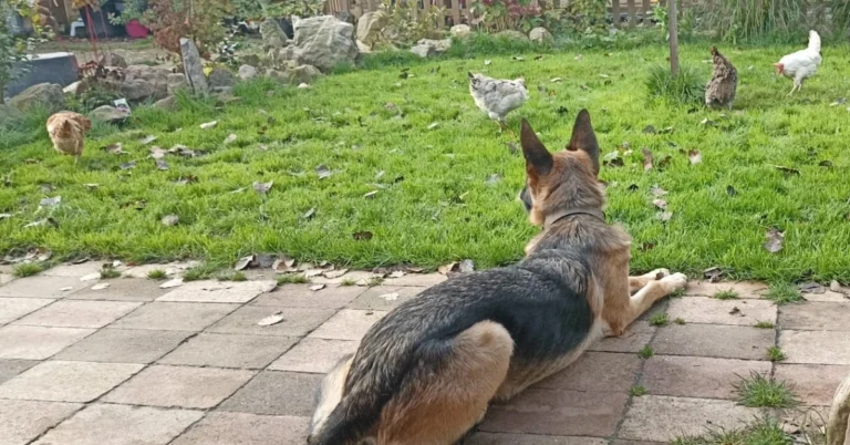 Duitse herder ligt ontspannen op het terras tussen rondscharrelende kippen in de tuin