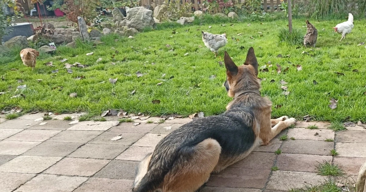 Honden en kippen in de tuin: Hoe creëer je die perfecte harmonie?