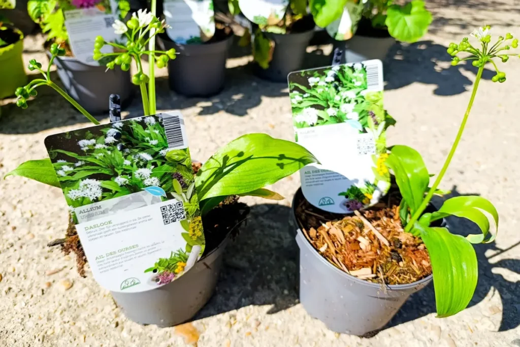 2 potjes daslook gekocht in een tuincentrum