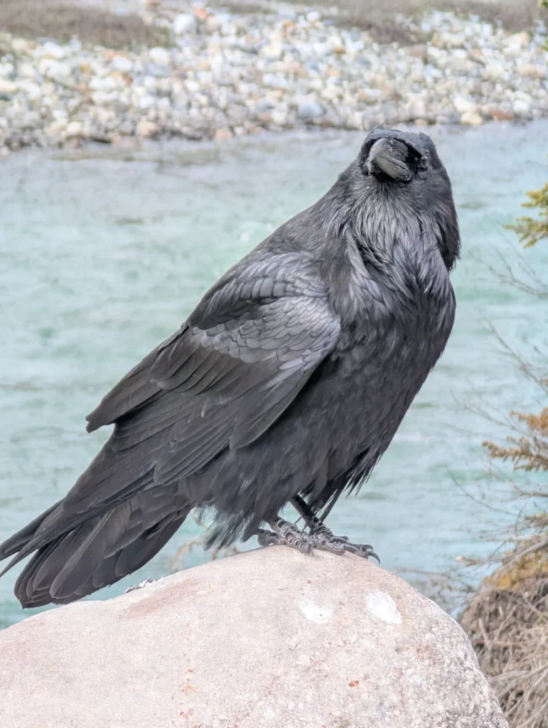 Raaf:
Op deze foto zie je duidelijk dat de raaf een gigantische vogel is.