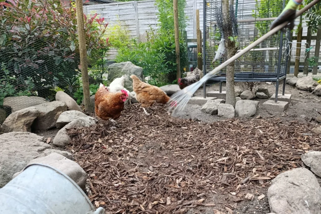 Strooien van dennenschors in een buiten kippenren om ammoniak geur te verwijderen