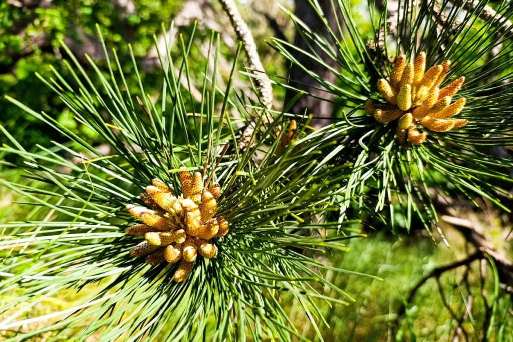 Grove den met stuifmeelknoppen gebruiken voor het maken van dennentinctuur